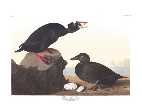 Surf Scoter